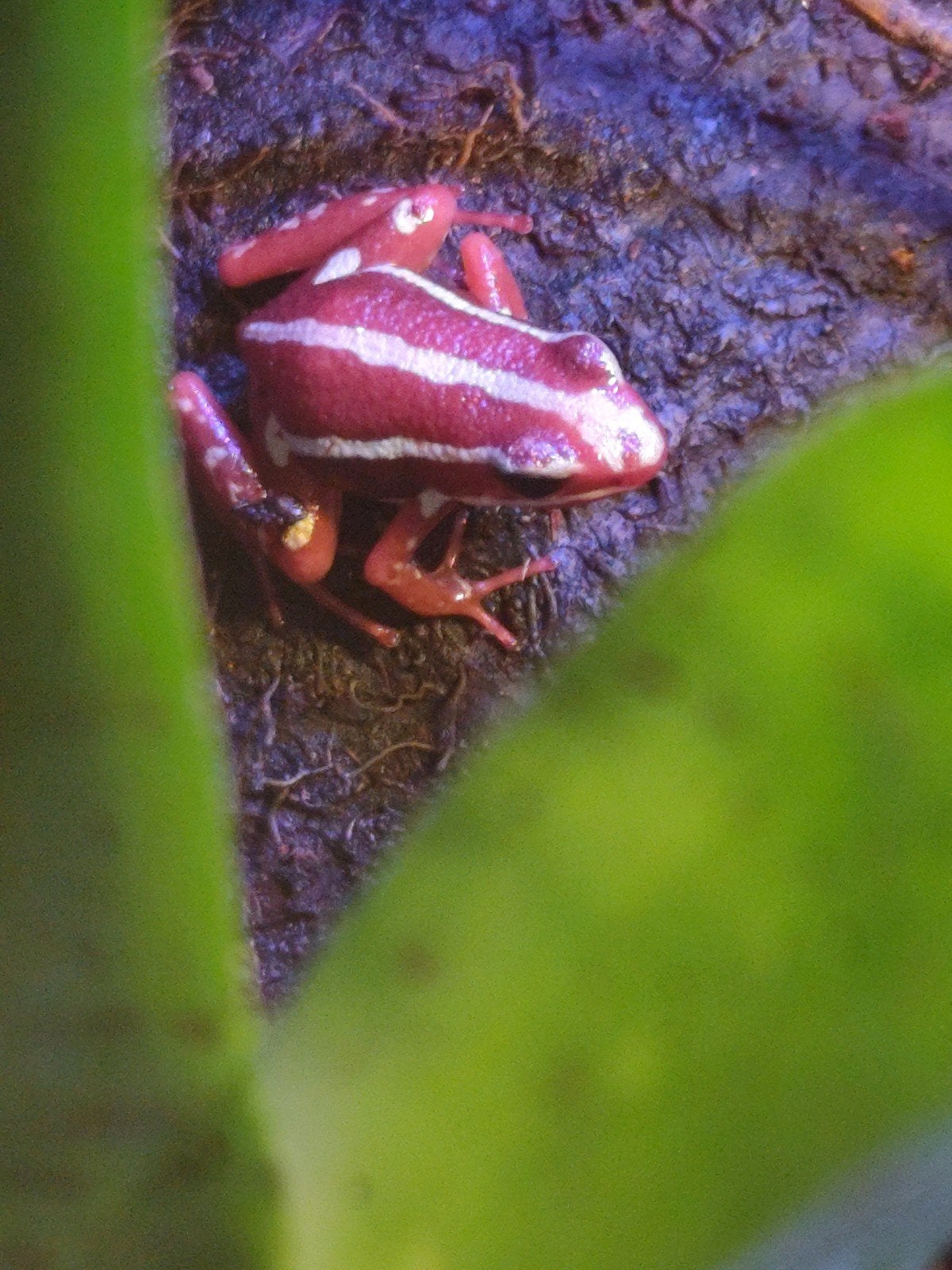 tricolor kikkers  Epipedobates tricolor Frog photo 2