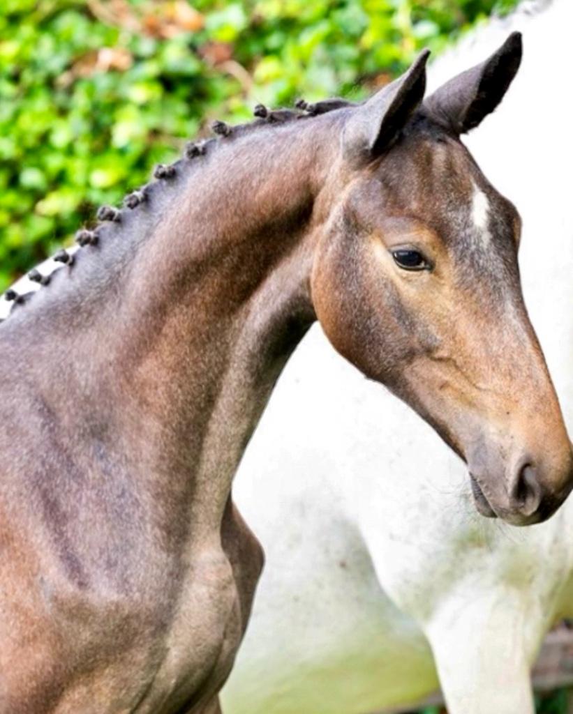 Jaarling Hengst v. Cape Coral RBF Z, Dieren en Toebehoren, Paarden, Springpaard, Minder dan 160 cm, Met stamboom, Niet van toepassing