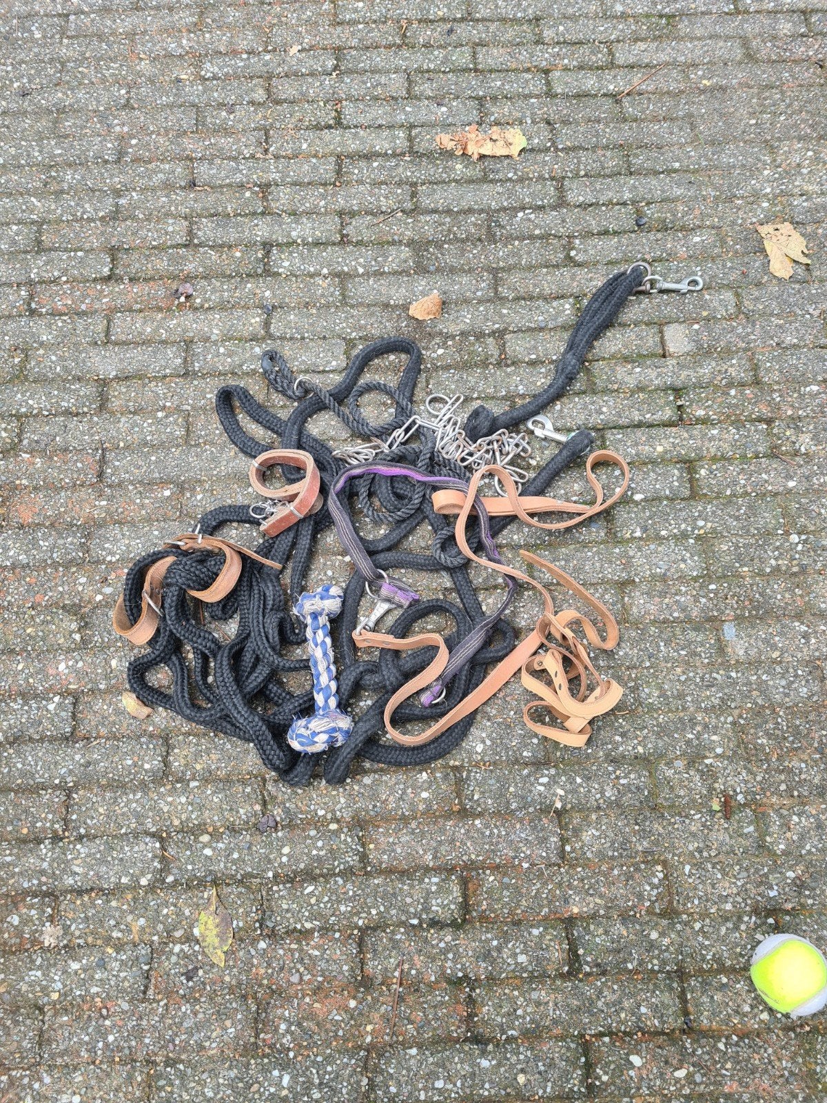 honden riemen, Dieren en Toebehoren, Ophalen