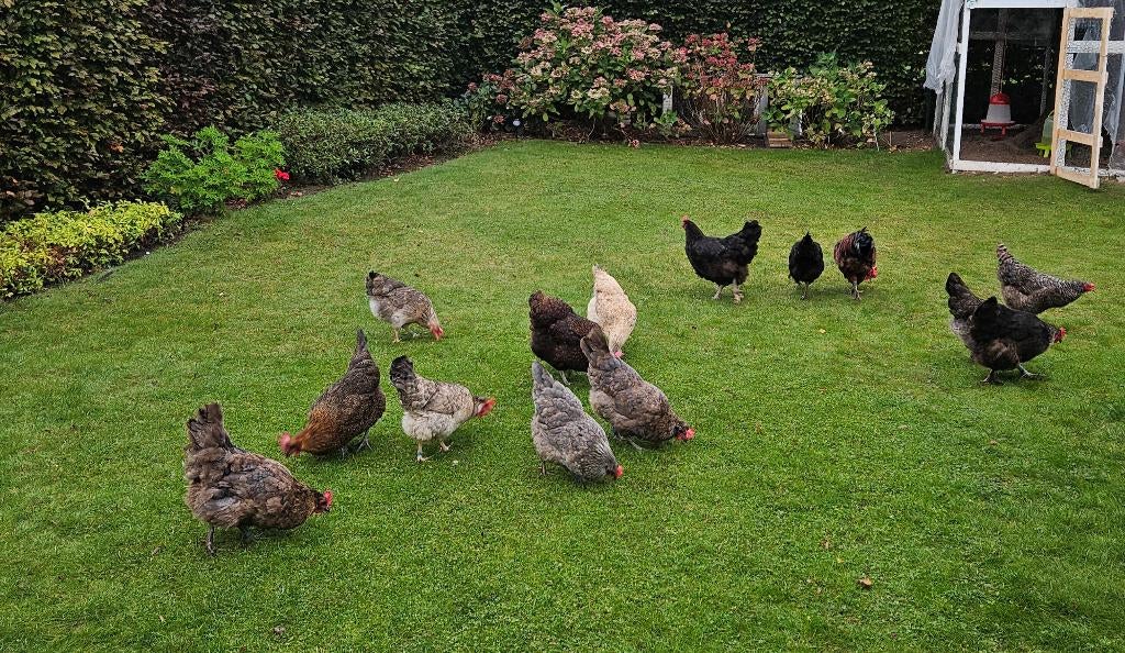Broedeieren, Dieren en Toebehoren, Pluimvee, Geslacht onbekend, Kip