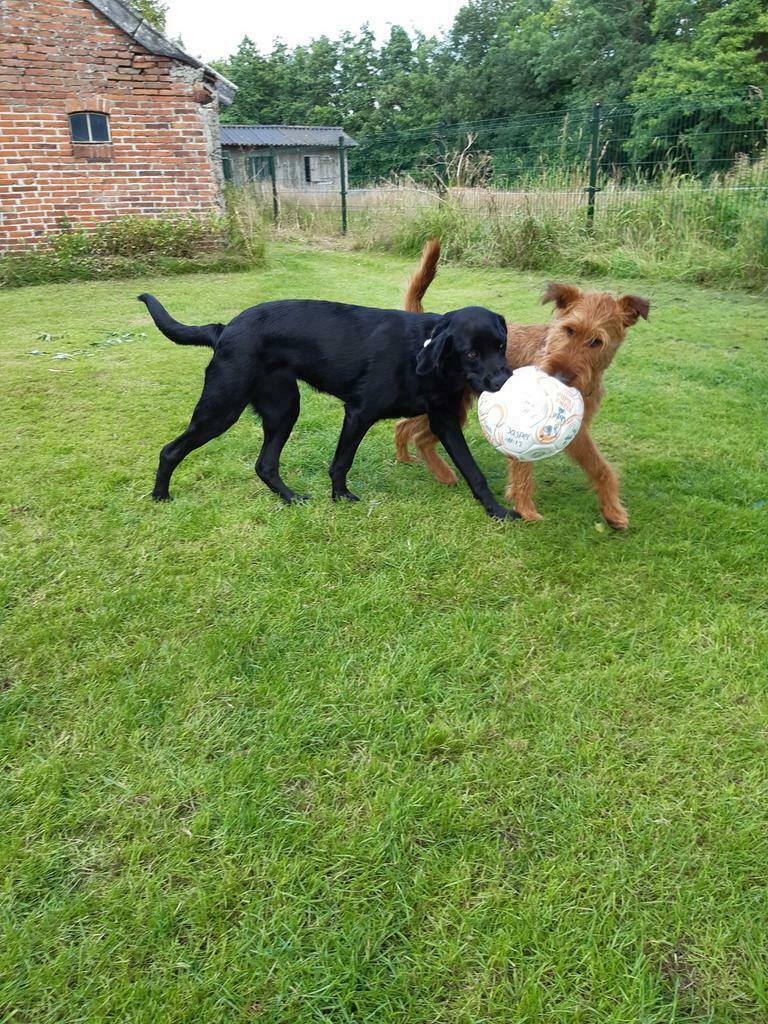 hondenoppas Huiselijke sfeer, Diensten en Vakmensen, Dieren | Honden | Verzorging, Oppas en Les