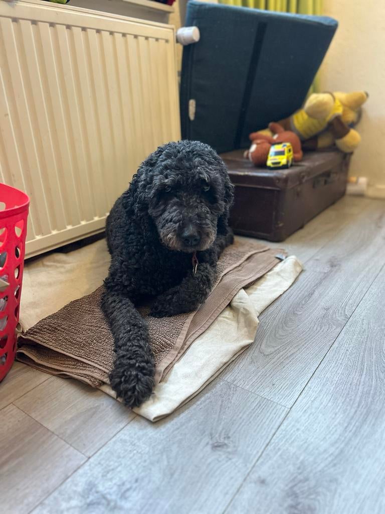 Wat een mooi nest 🥰 Toodle pups, Dieren en Toebehoren, 8 tot 15 weken, Parvo, Meerdere, Meerdere dieren