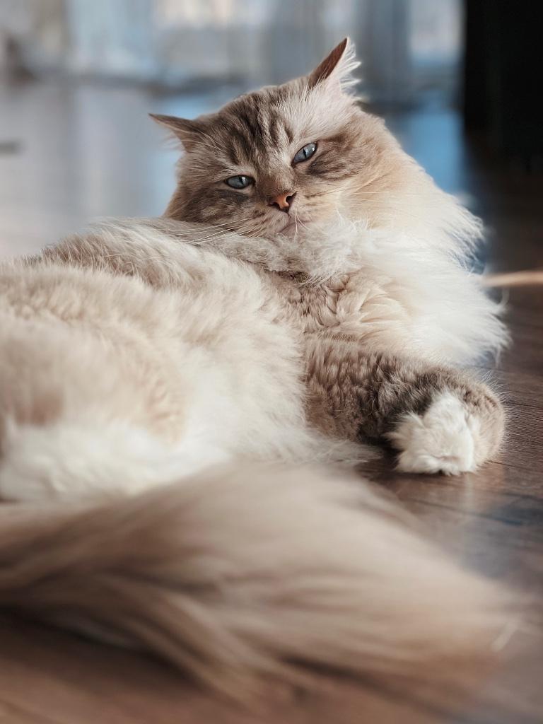 Ervaren Ragdol Dekkater (niet te koop/not for sale), Dieren en Toebehoren