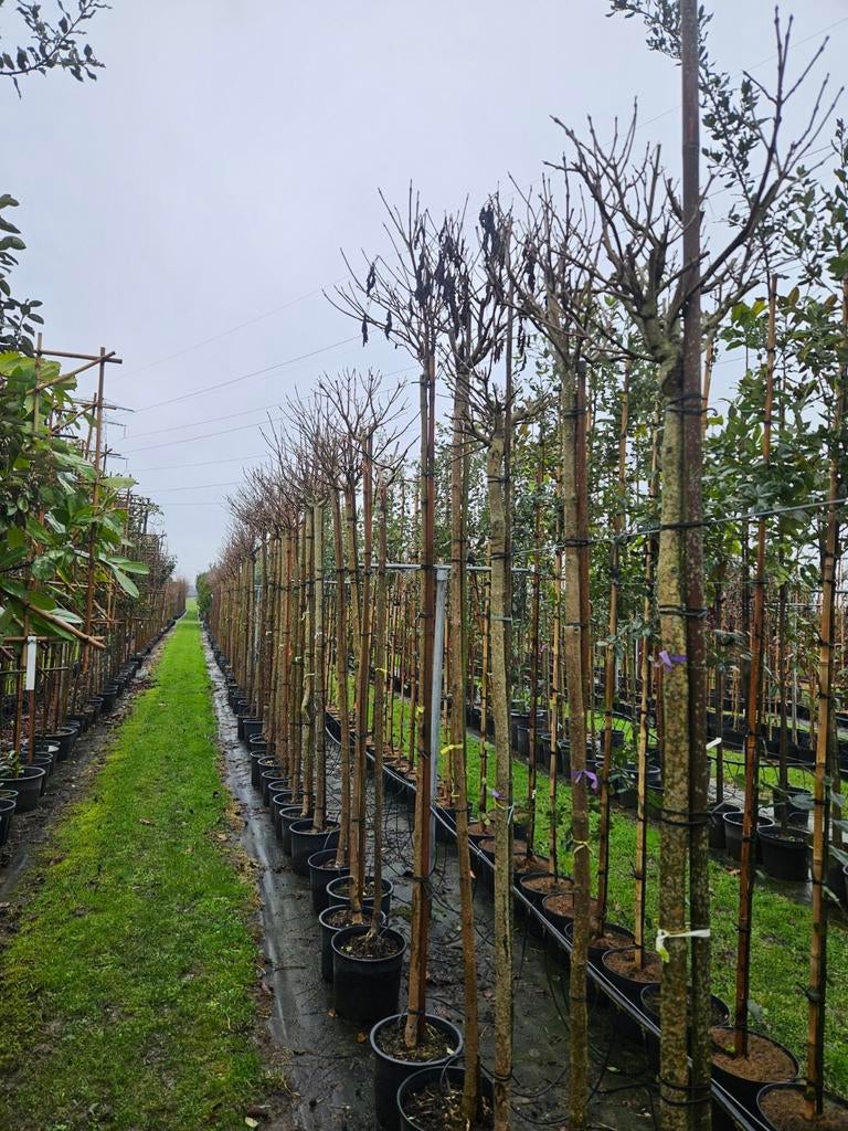 Bomenopruiming. Bolcatalpa stamhoogte 180 cm - 220 cm, Bloeit niet, Halfschaduw, Ophalen of Verzenden, 100 tot 250 cm