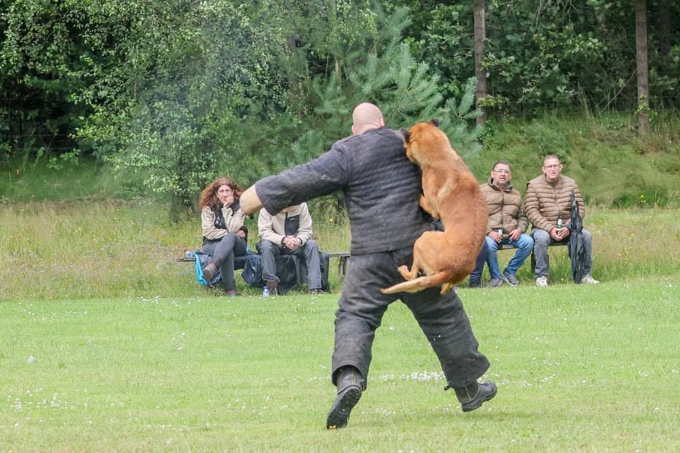 Dekreu, Reu, Eén hond, 3 tot 5 jaar, Nederland