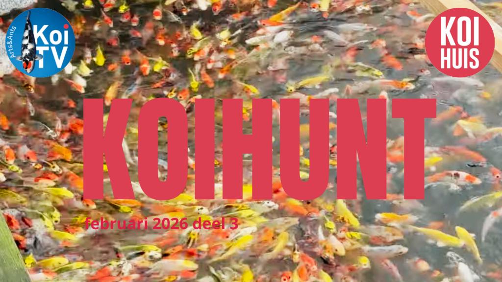 Japanse koi tosai filmpje, Dieren en Toebehoren, Vissen | Vijvervissen, Karper of Koi