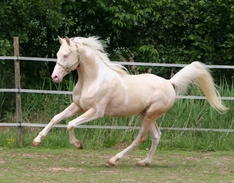 Cremello tobiano (bonte) hengst ter dekking!!, Hengst
