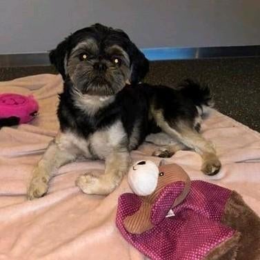 Ervaren Dekreu Shih-tzu (HOND IS NIET TE KOOP), Rabiës (hondsdolheid), Reu, 1 tot 2 jaar, Eén hond