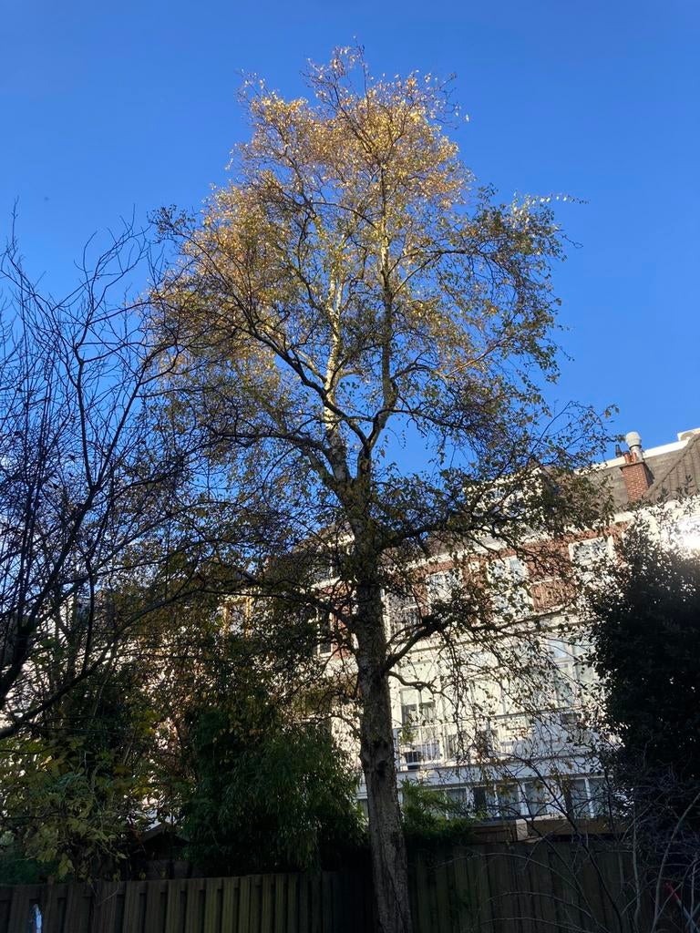 Bomen rooien en snoeiem, Tuin en Terras, Ophalen of Verzenden, Volle zon, Overige soorten