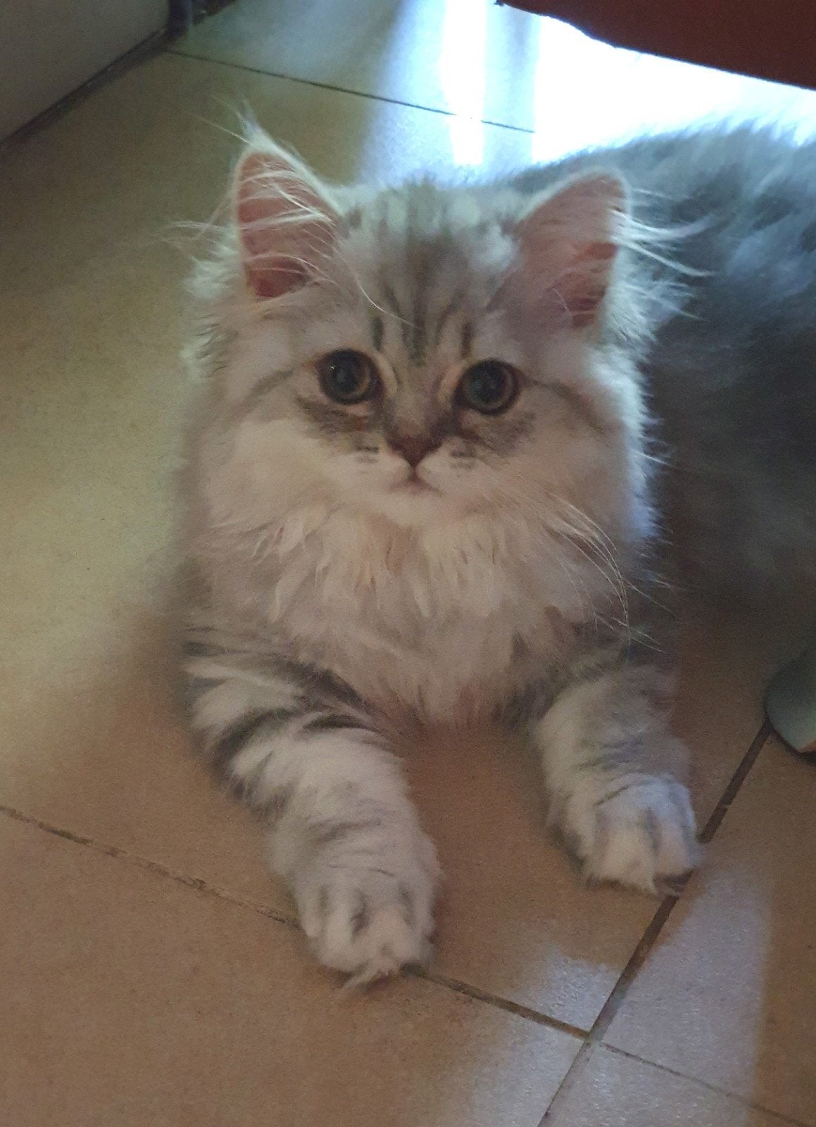 Prachtige Britse gold en silver tabby blotched poesjes, Poes, Ontwormd, 0 tot 2 jaar