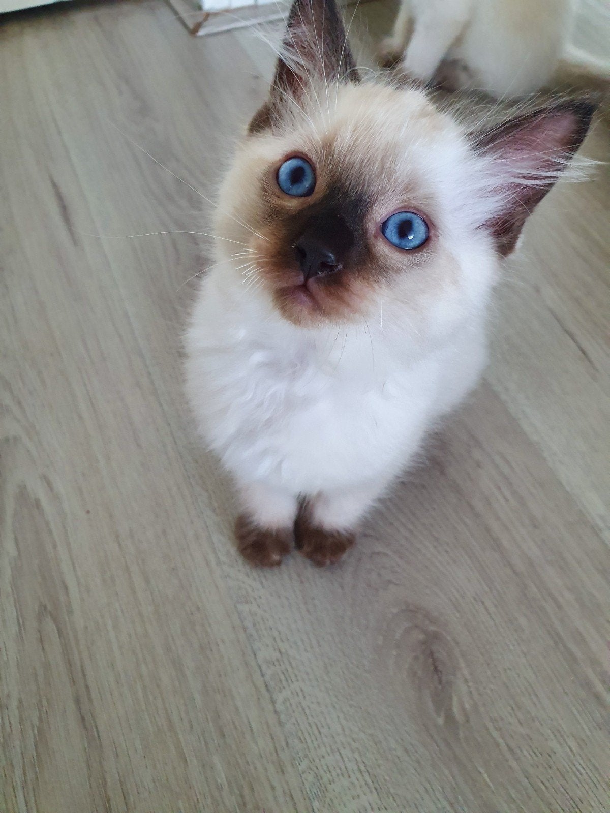 🐾❤️ LIEVE KITTENS ZOEKEN EEN GOUDEN MANDJE, Meerdere dieren