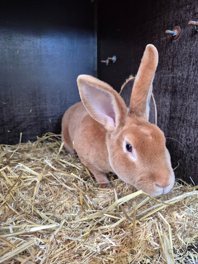 Groot rex konijn, Dieren en Toebehoren, Konijnen, Vrouwelijk