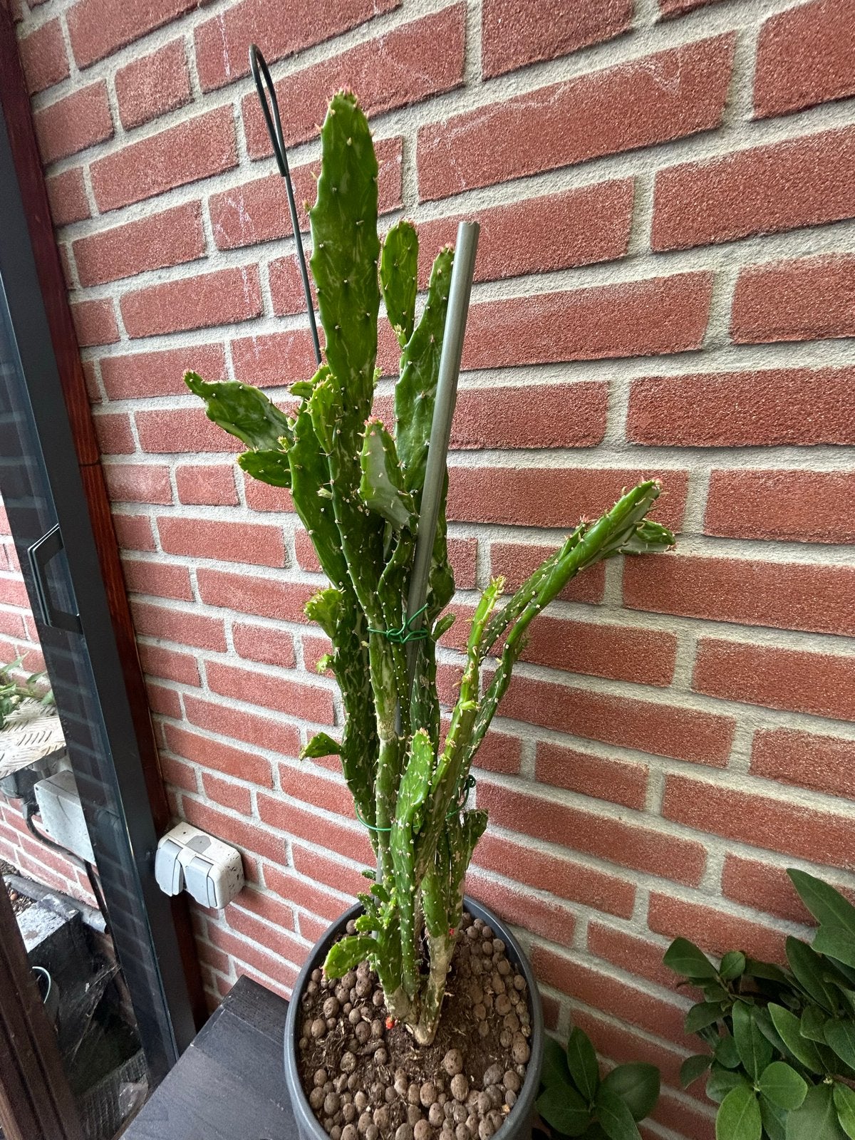 Opuntia cactus (vijgcactus) - 85 cm hoog, Tuin en Terras, Planten | Tuinplanten, Overige soorten, Volle zon, Vaste plant, Ophalen of Verzenden