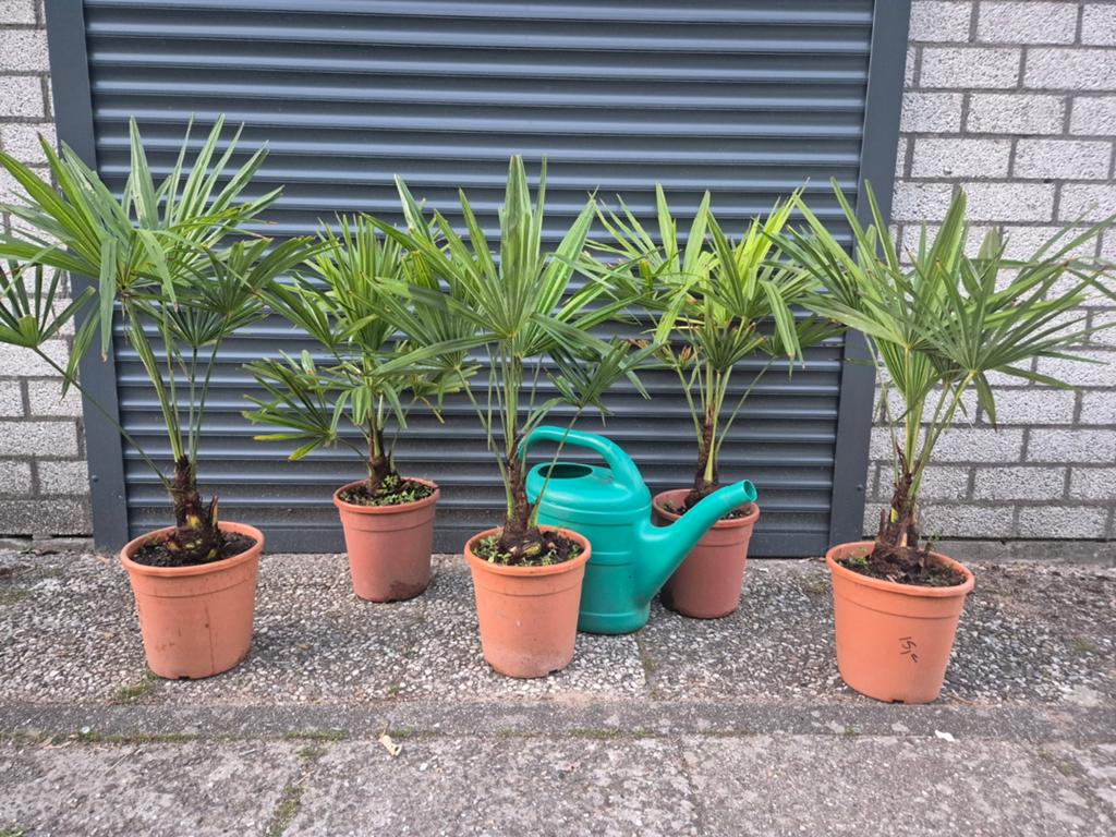 🌴 Mooie leuke palmbomen Trachycarpus Fortunei winterhard, Lente, Minder dan 100 cm, Palmboom, Ophalen