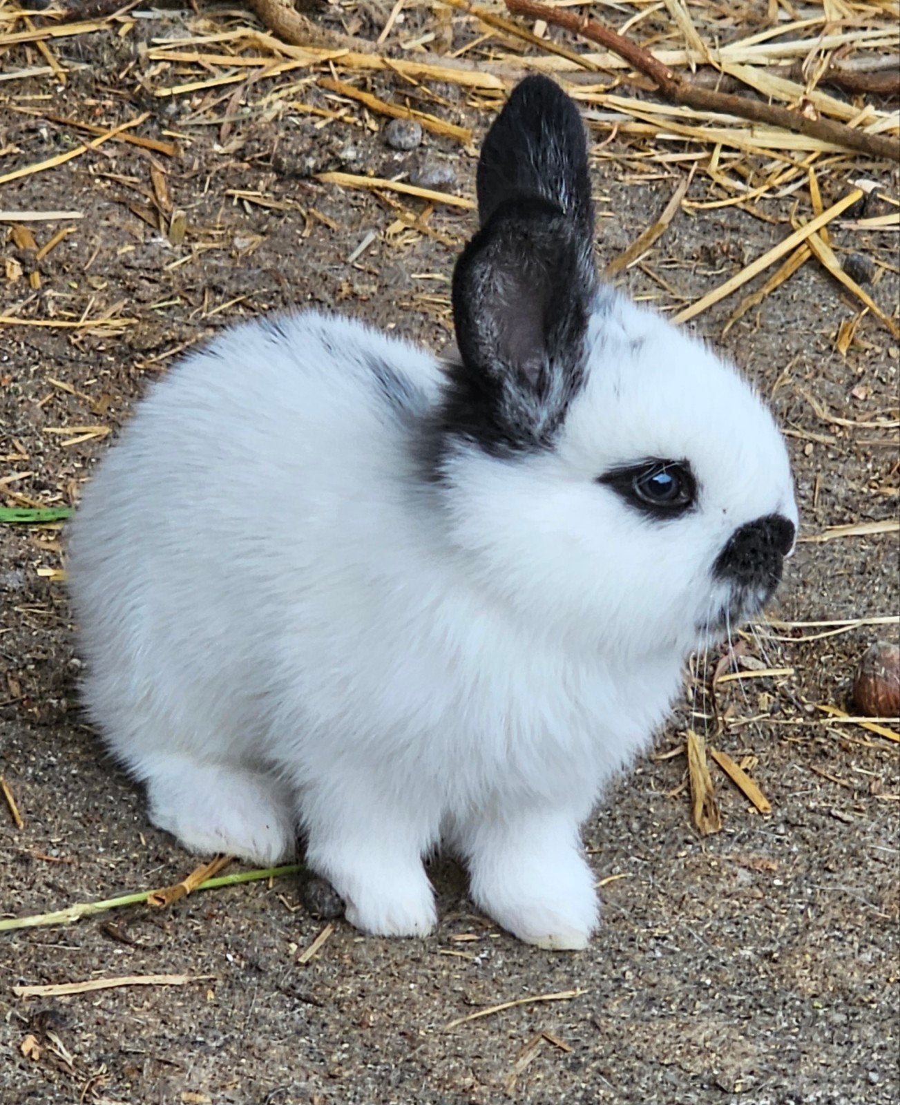 Aangeboden mooie jonge lotharingen groot, Dieren en Toebehoren, Konijnen, Meerdere dieren, Groot
