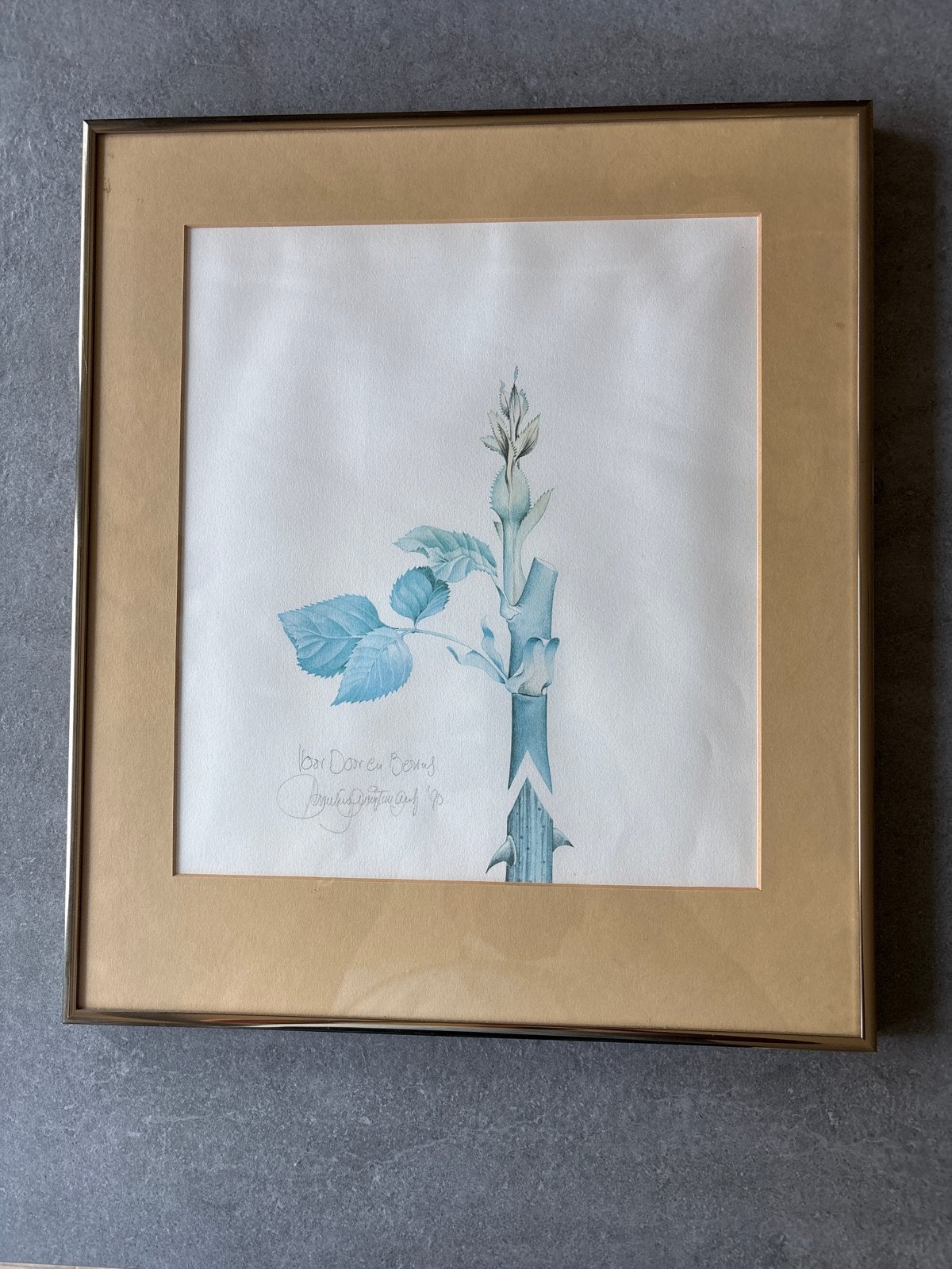 Ingelijste botanische aquarel - Rozenbottel, Ophalen of Verzenden