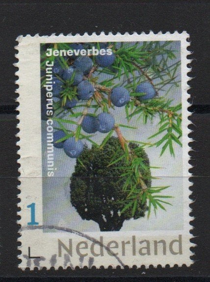 ‹(•¿•)› nl m0047 boom - jeneverbes, Ophalen of Verzenden, Na 1940, Gestempeld