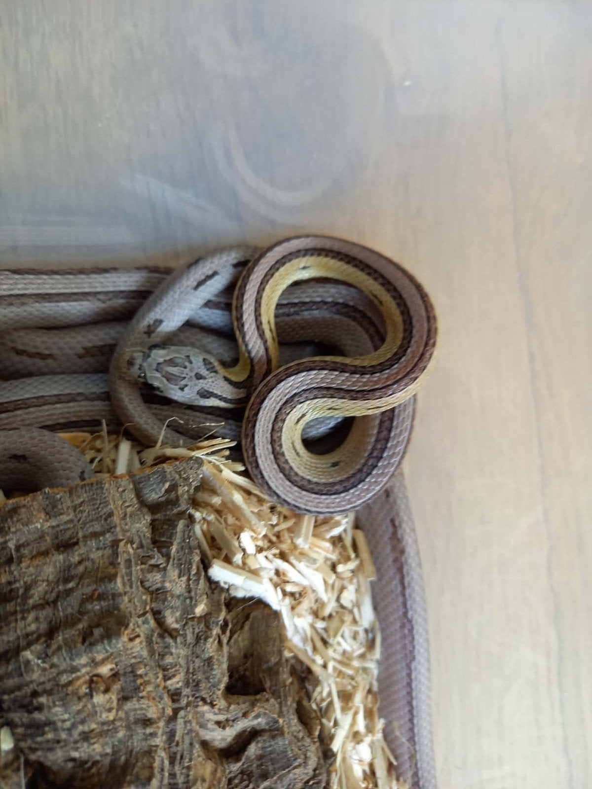 rattenslang anery striped het. sunkissed 2025 Rat Snake photo 9