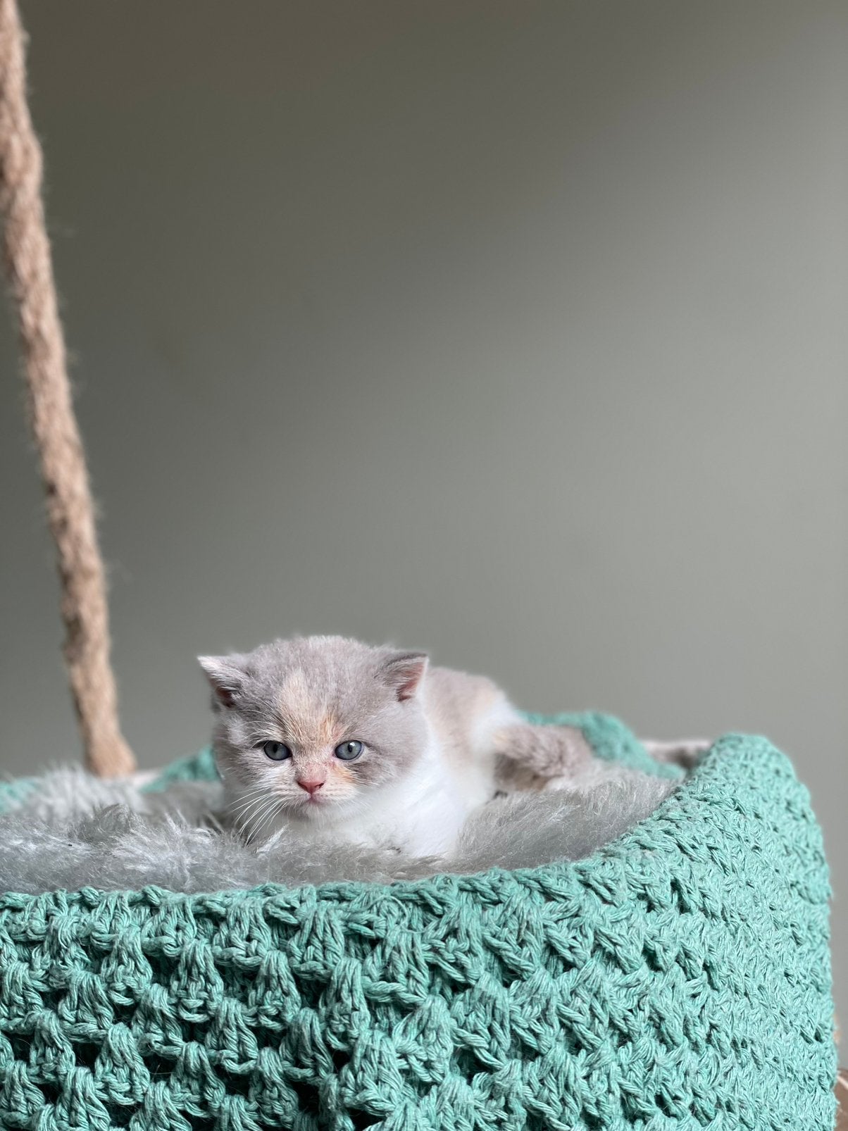 Britse korthaar bi-color tortie choco en cinnamon, Meerdere dieren, Gechipt