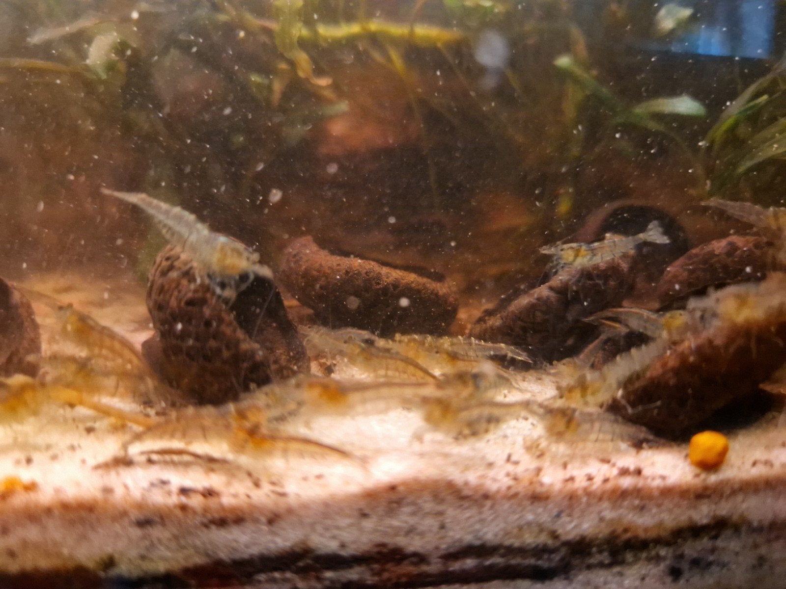 Gezonde Aquarium Garnalen: Malawa & Mini Japonica, Dieren en Toebehoren, Kreeft, Krab of Garnaal