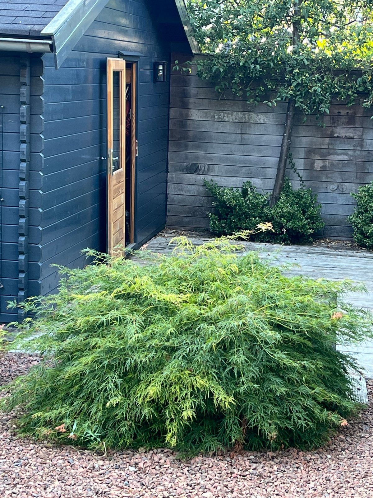 Japanse Esdoorn (Acer palmatum) - Grote struik, Vaste plant, Halfschaduw, Lente, Ophalen