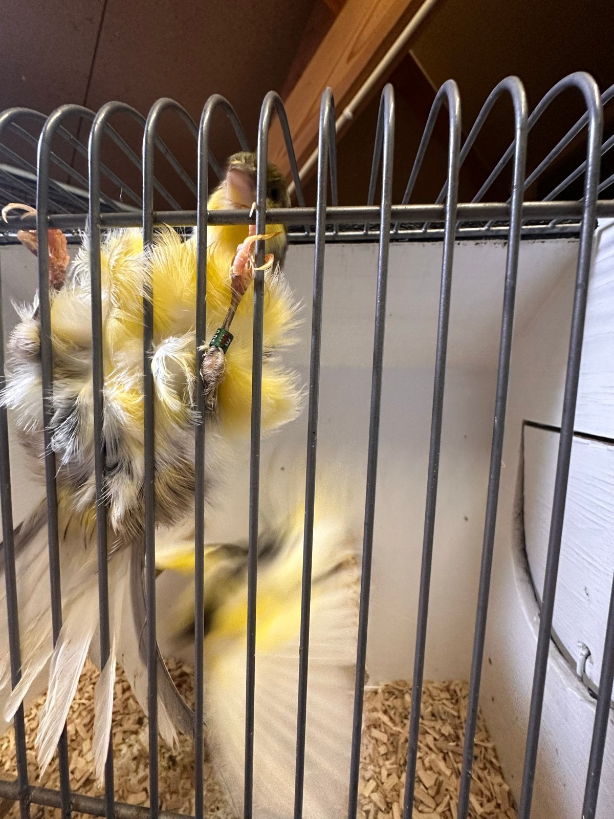 Twee koppel Prachtige Oud-Hollandse Frisé Kanaries (Meltel), Dieren en Toebehoren