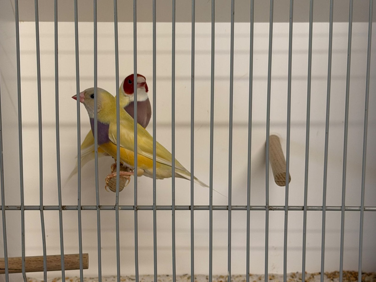 Gouldamadines, Dieren en Toebehoren, Meerdere dieren