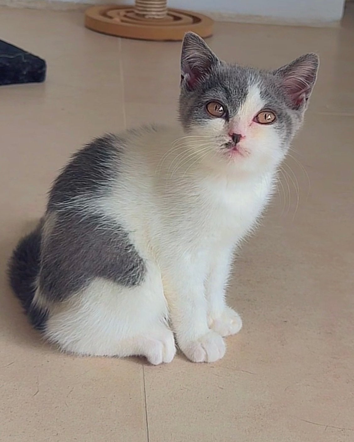 1 britse korthaar kitten bi colour 13 weken oud, Dieren en Toebehoren, Katten en Kittens | Raskatten | Langhaar, Kater, Ontwormd