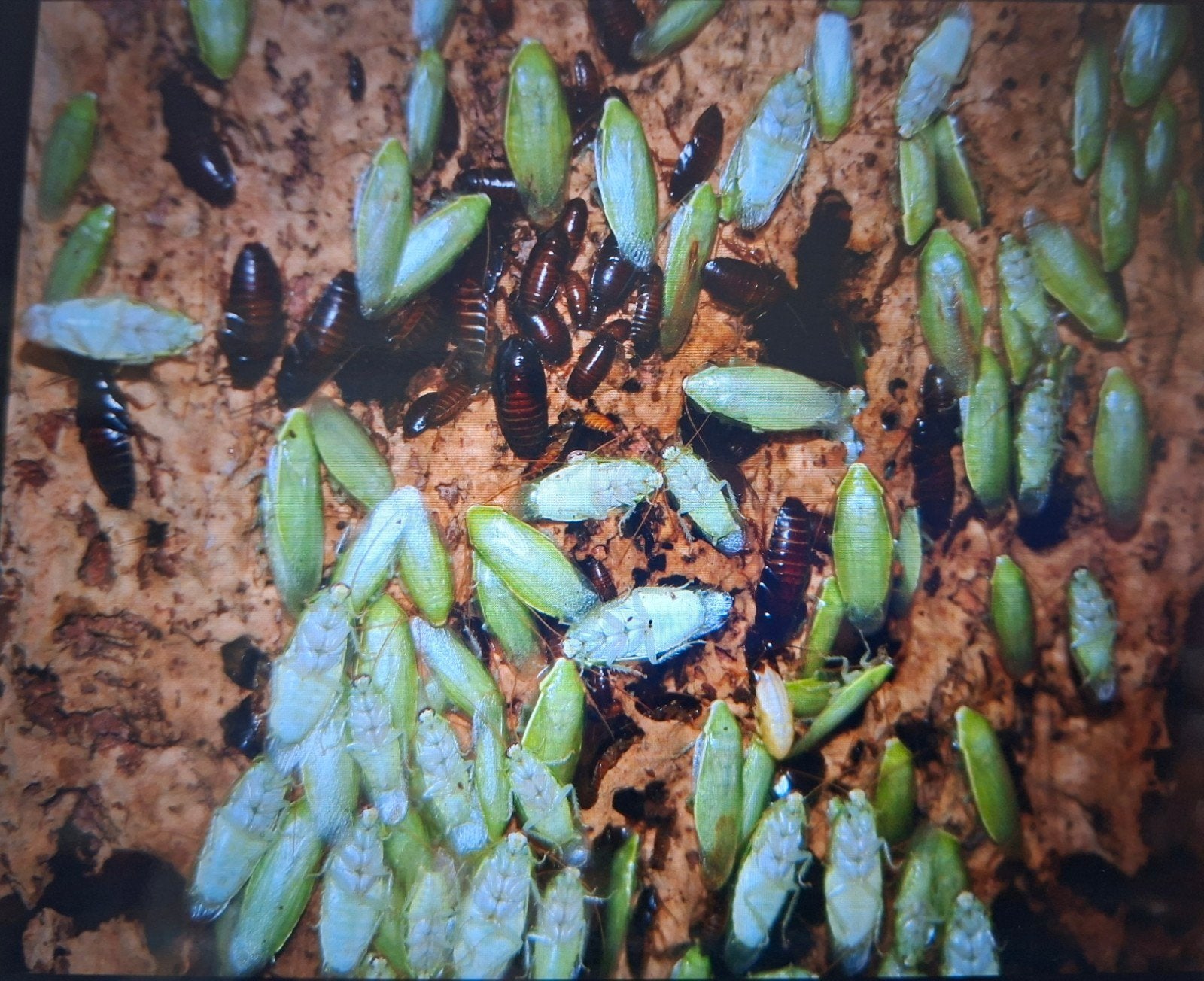 (Panchlora nivea)Banaankakkerlakken kweek, Dieren en Toebehoren, Ophalen, Nieuw
