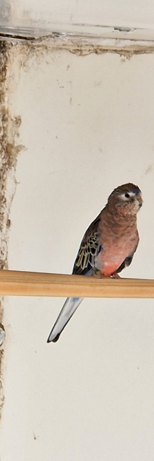 bourkes parkiet! man, Dieren en Toebehoren, Mannelijk, Parkiet