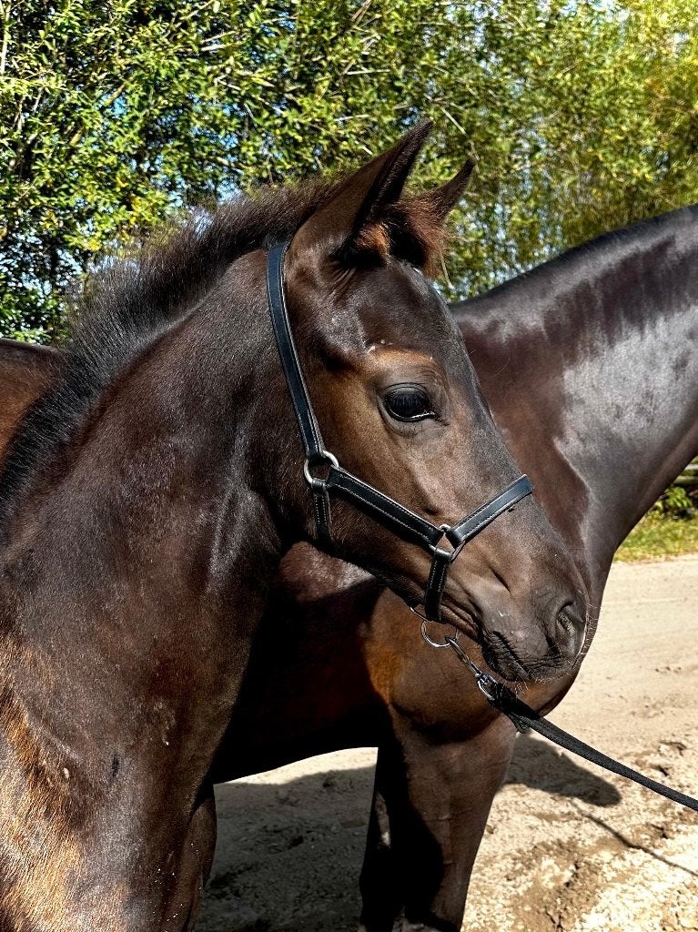 Chique hengstveulen van One Million x Mac Madison, Dieren en Toebehoren, Met stamboom, Niet van toepassing, Dressuurpaard, 0 tot 2 jaar