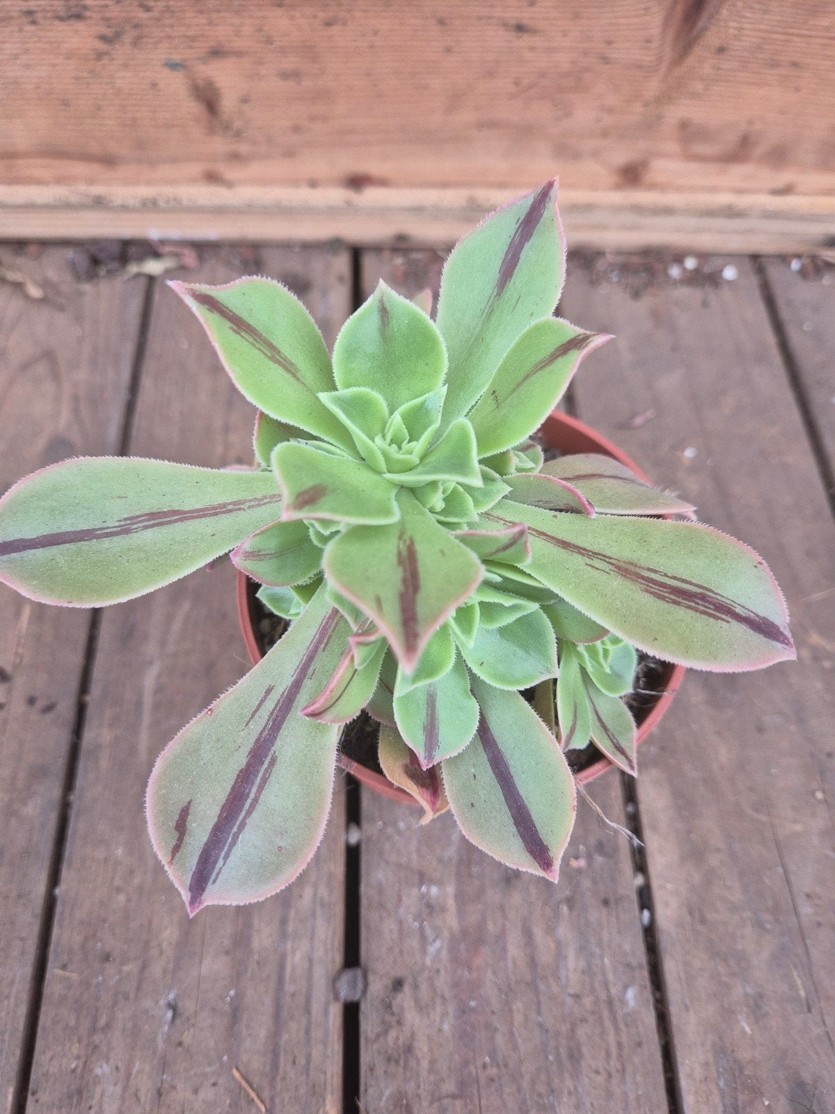 Aeonium Leucoblepharum Red Stripe p10, Ophalen of Verzenden, Halfschaduw, Minder dan 100 cm