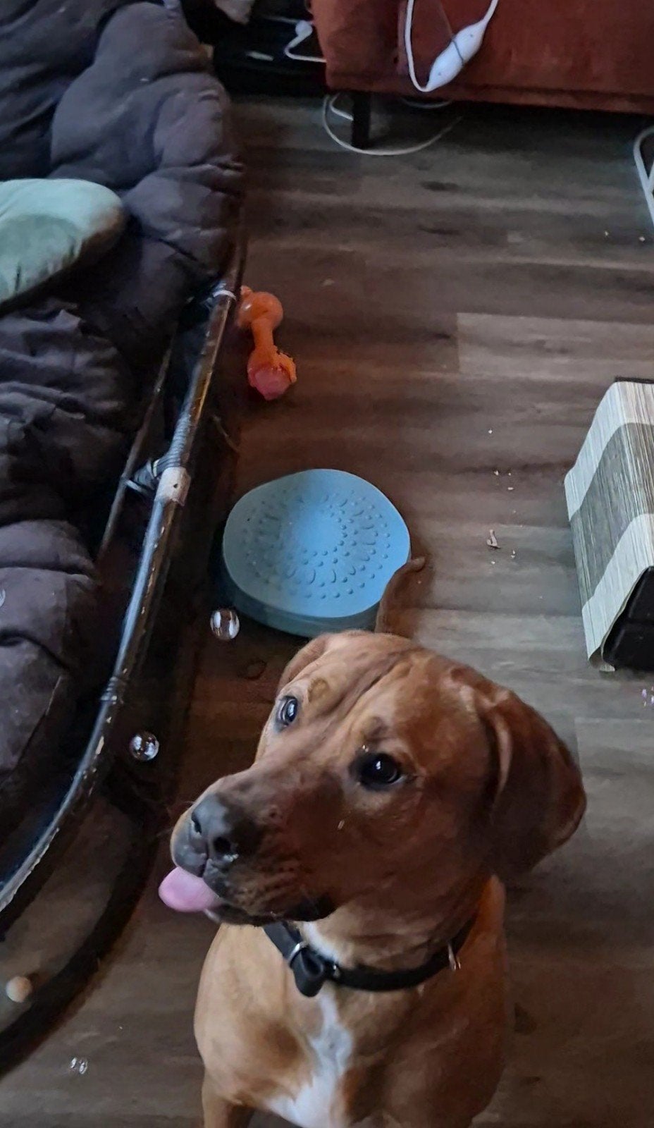 lieve de ridgeback, 1 tot 2 jaar, Teef, Groot, Eén hond