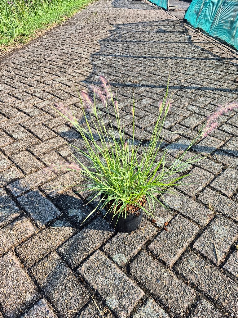 Pennisetum JS dance with me, Ophalen, Vaste plant, Siergrassen, Halfschaduw