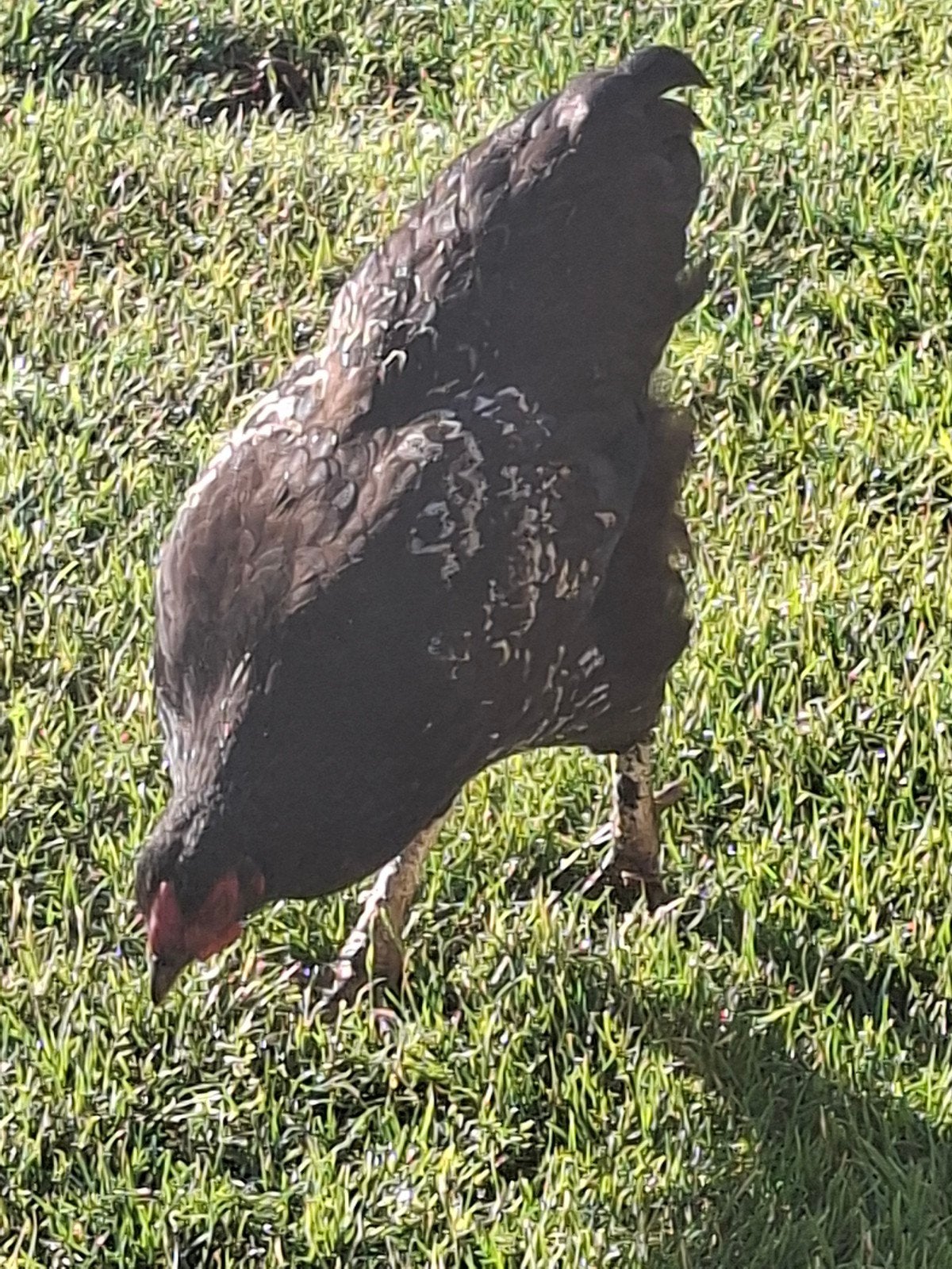 Wandotte kriel haantje, gratis, Dieren en Toebehoren, Pluimvee, Mannelijk, Kip