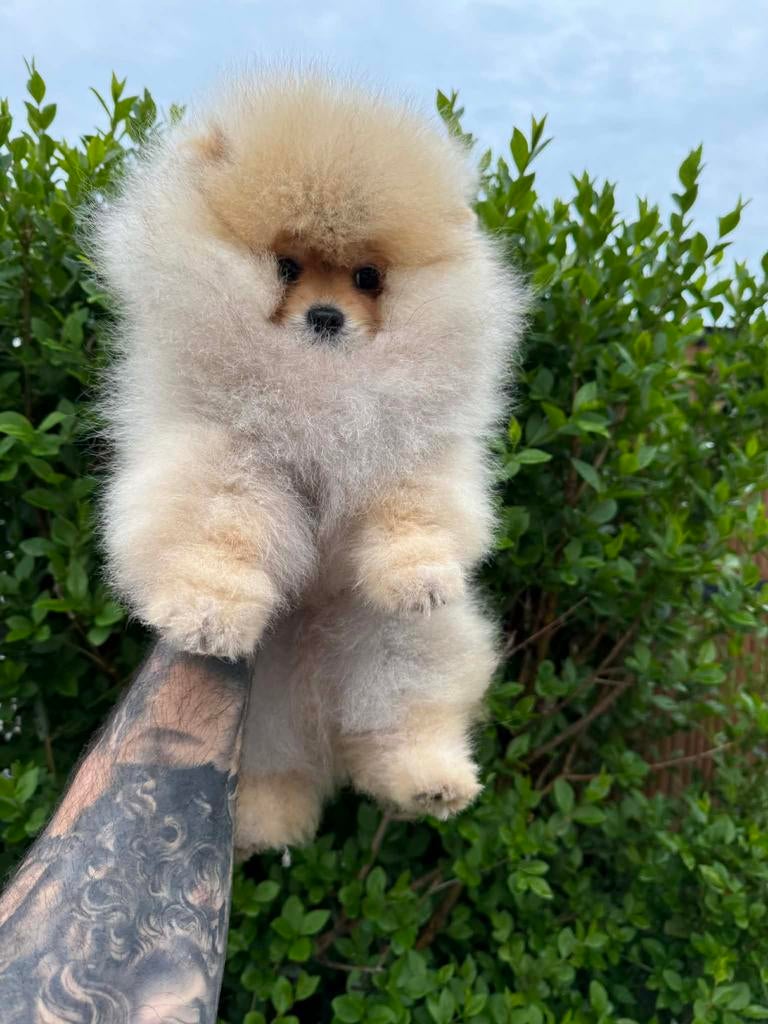 Pomeriaan bear face, 8 tot 15 weken, Buitenland, Parvo, Eén hond