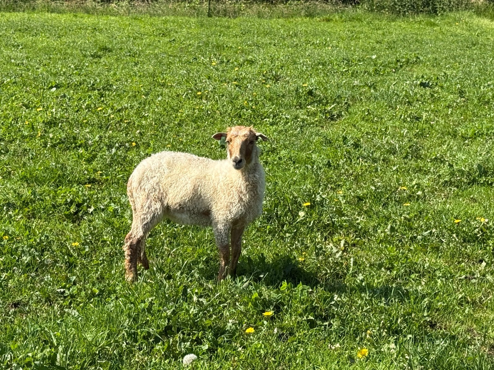 Racka ooi - zonder hoorns, Vrouwelijk, Schaap