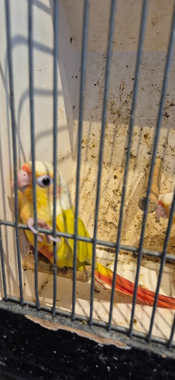 2 jonge suncheeks pyrrhura, Dieren en Toebehoren, Vogels | Parkieten en Papegaaien, Geslacht onbekend, Parkiet, Tam