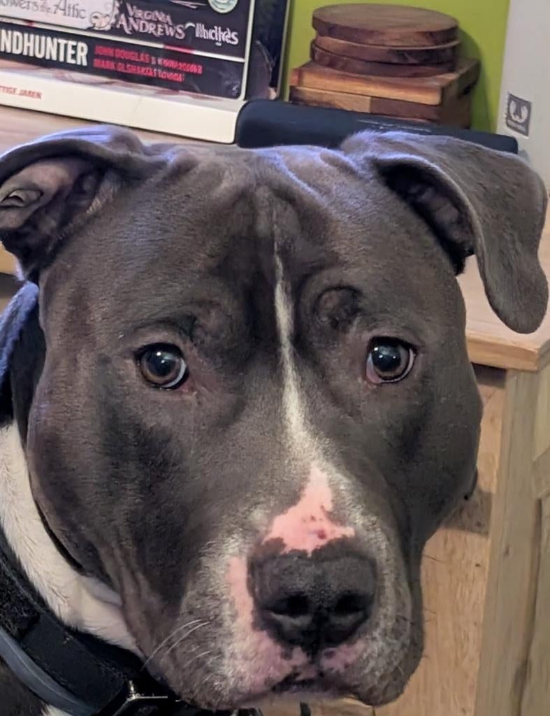 Te koop: Sociale Pitbull reu (2 jaar) inclusief toebehoren, Dieren en Toebehoren, Parvo, 1 tot 2 jaar, Eén hond, Nederland