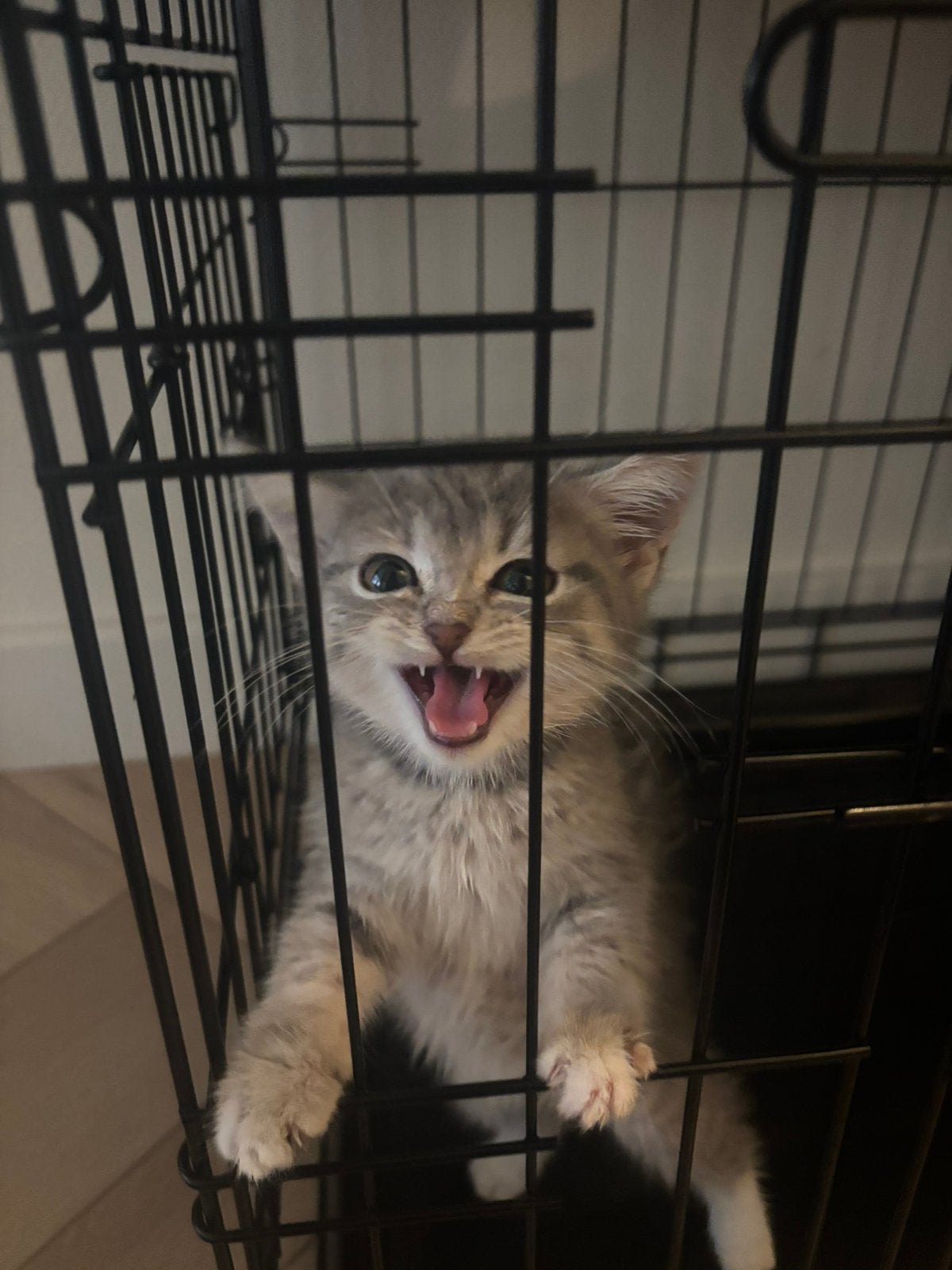 Half britse kortharige kitten, Dieren en Toebehoren, Ophalen of Verzenden, Nieuw, Minder dan 75 cm, Minder dan 65 cm