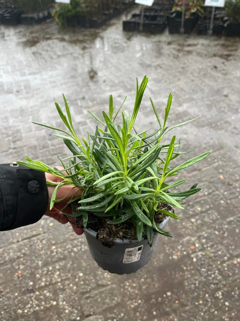 Lavendula intermedia - Geurige Lavendelplant, Ophalen, Volle zon, Vaste plant, Kruiden