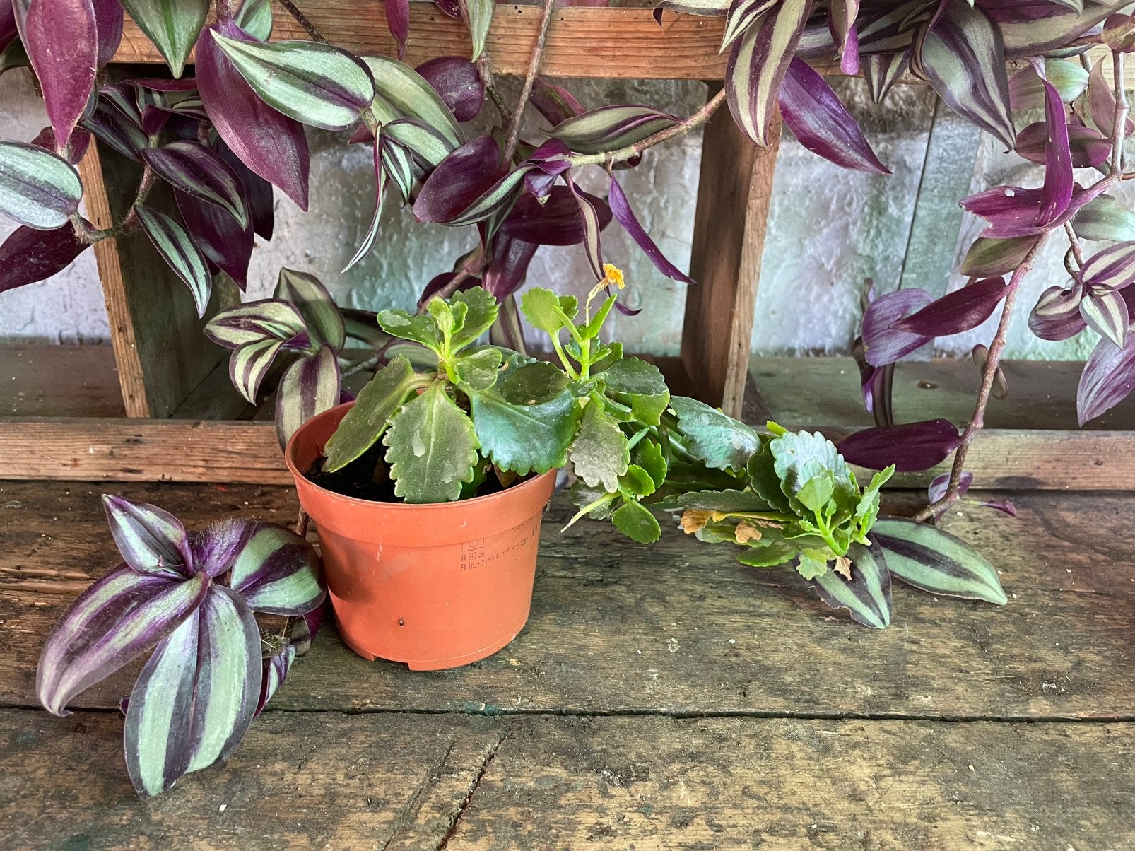 Kalanchoe geel, Huis en Inrichting, Kamerplanten, Ophalen, Vetplant, Halfschaduw, In pot
