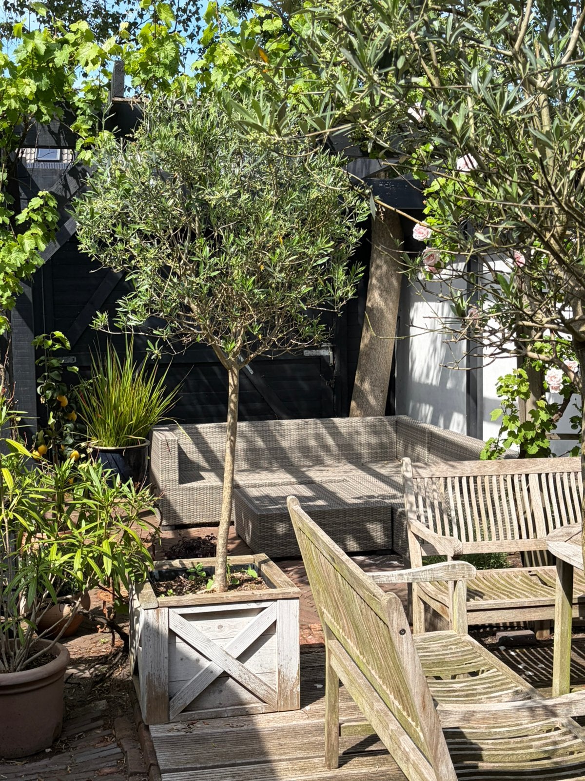 2 olijfboompjes in wit houten bak, Tuin en Terras, Planten | Bomen, Ophalen, Halfschaduw, Overige soorten, 100 tot 250 cm