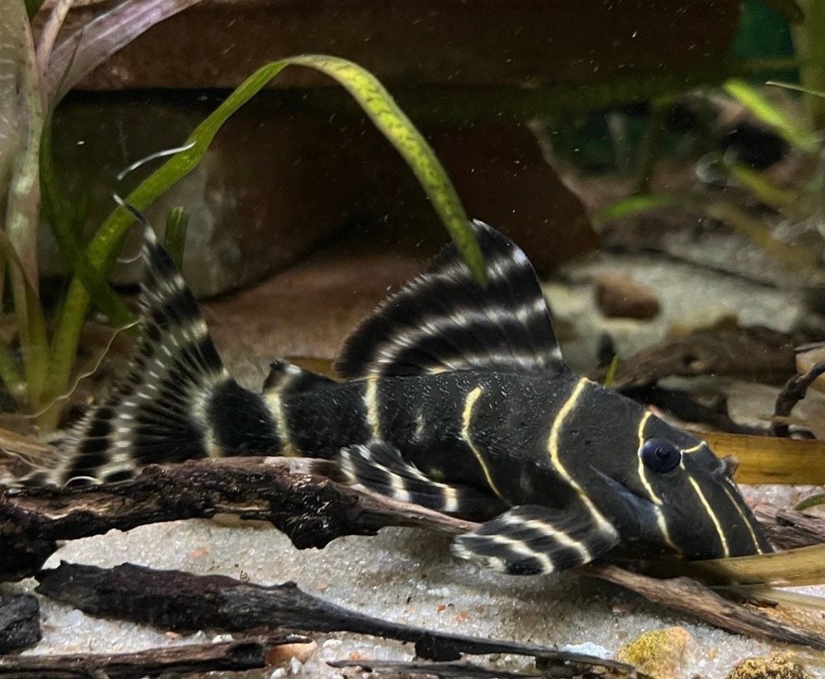 L204 pleco, Dieren en Toebehoren, Vis, Zoetwatervis, Schoolvis