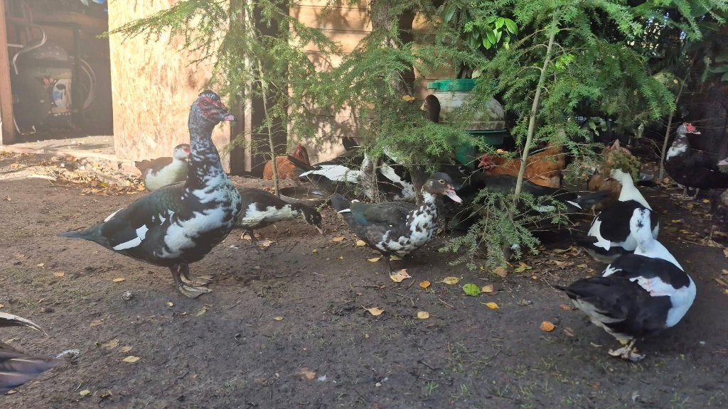 Veel Muskus Eenden, Dieren en Toebehoren, Meerdere dieren, Eend