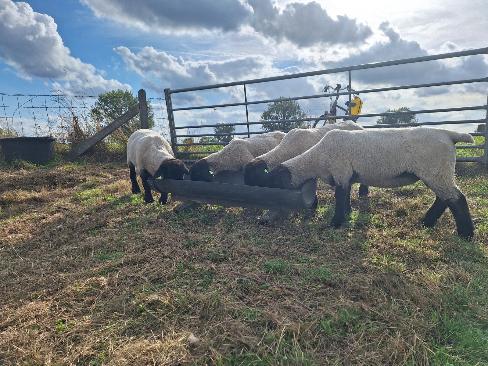 Suffolk stamboek ooien en lammeren te koop, Dieren en Toebehoren, Vrouwelijk, Schaap, 0 tot 2 jaar