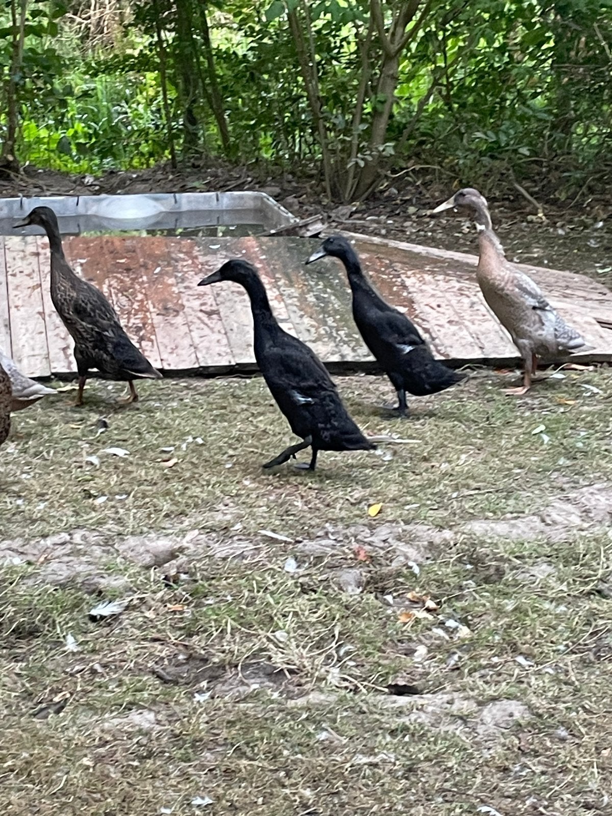Gratis loopeenden, Dieren en Toebehoren, Pluimvee, Meerdere dieren, Eend