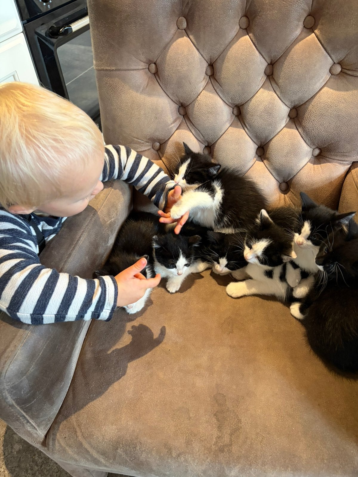 Lieve kittens, Dieren en Toebehoren, Meerdere dieren, Kortharig, 0 tot 2 jaar