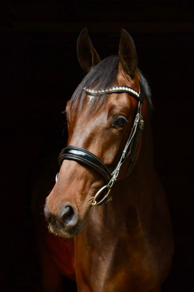 Veelbelovende 3-Jarige For Ferrero Ruin, Met stamboom, Ruin, Dressuurpaard, 3 tot 6 jaar