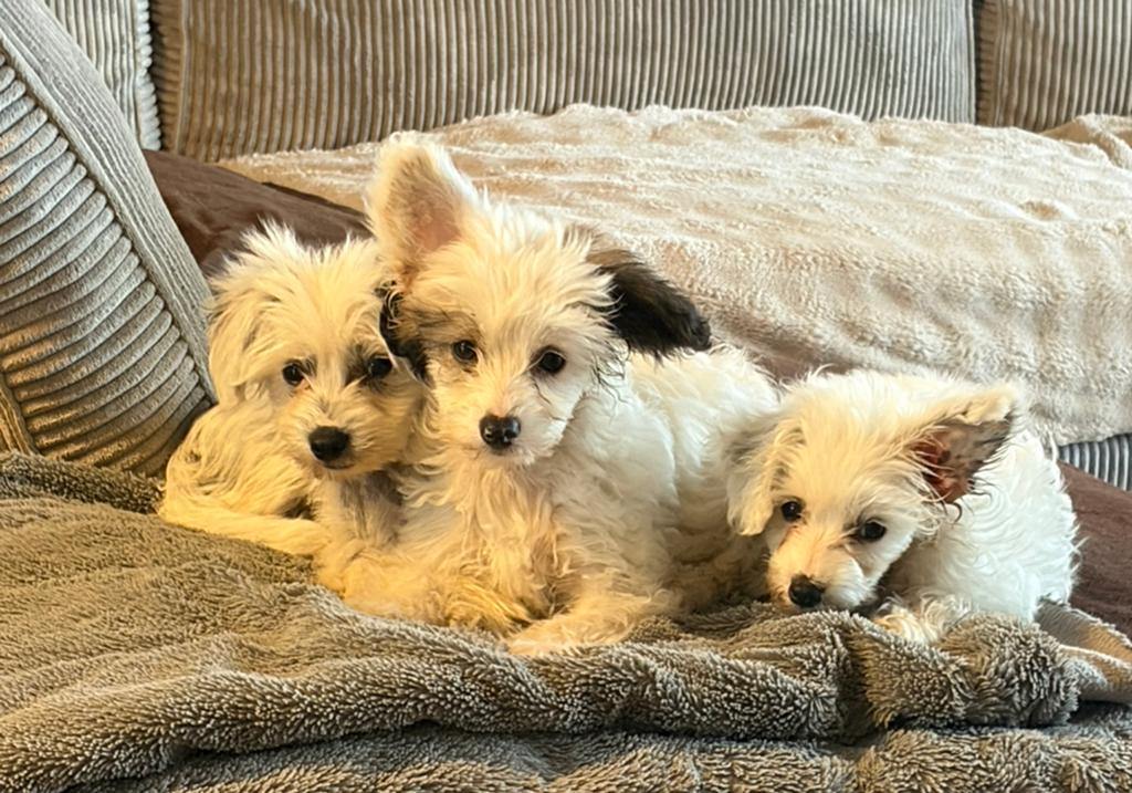 Lieve boomer kruising, Parvo, 8 tot 15 weken, Meerdere, Meerdere dieren